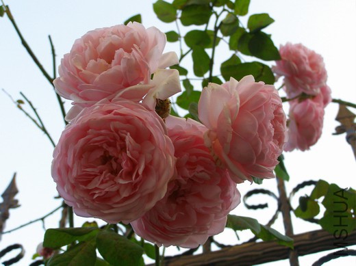 PB026830.JPG