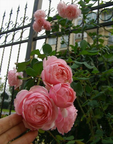 ���� PB106855.JPG