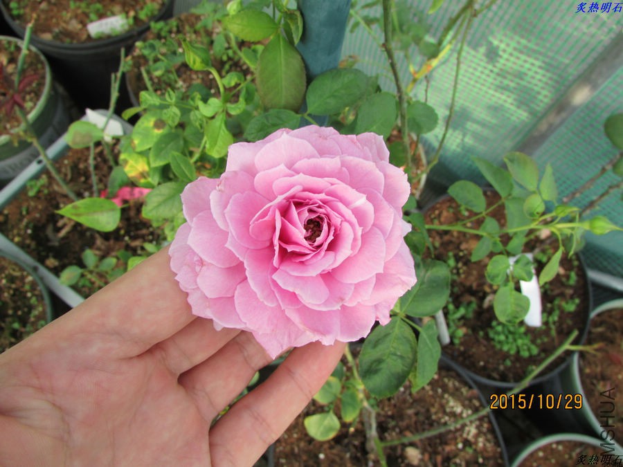IMG_1316_nEO_IMG.jpg