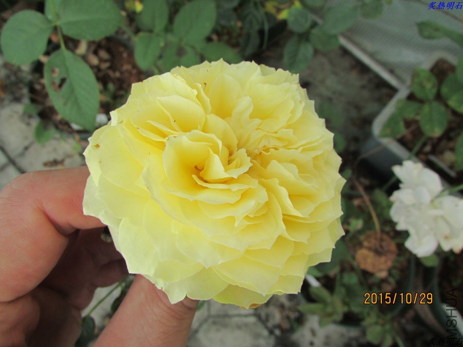 IMG_1323_nEO_IMG.jpg