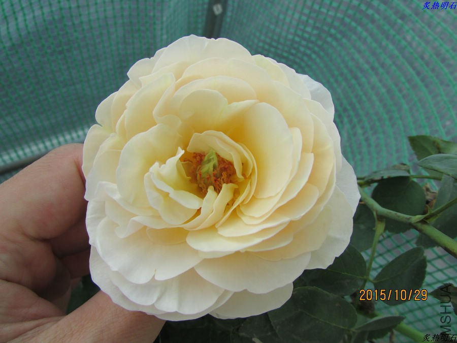 IMG_1335_nEO_IMG.jpg