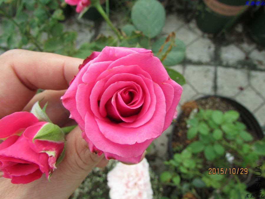 IMG_1328_nEO_IMG.jpg