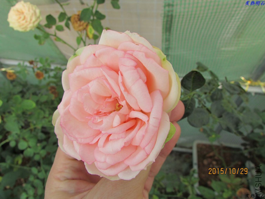 IMG_1326_nEO_IMG.jpg