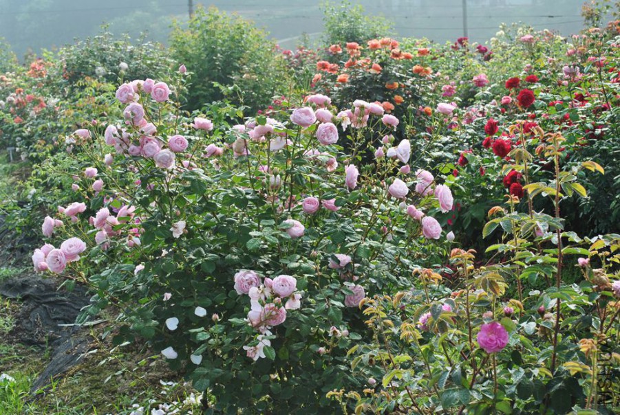 ʥ���󲼼� (1).jpg