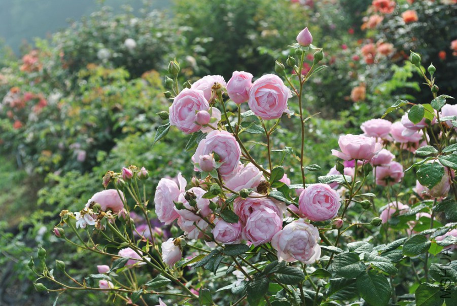 ʥ���󲼼� (2).jpg