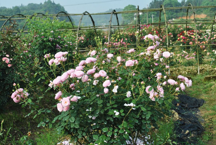 ʥ���󲼼� (3).jpg