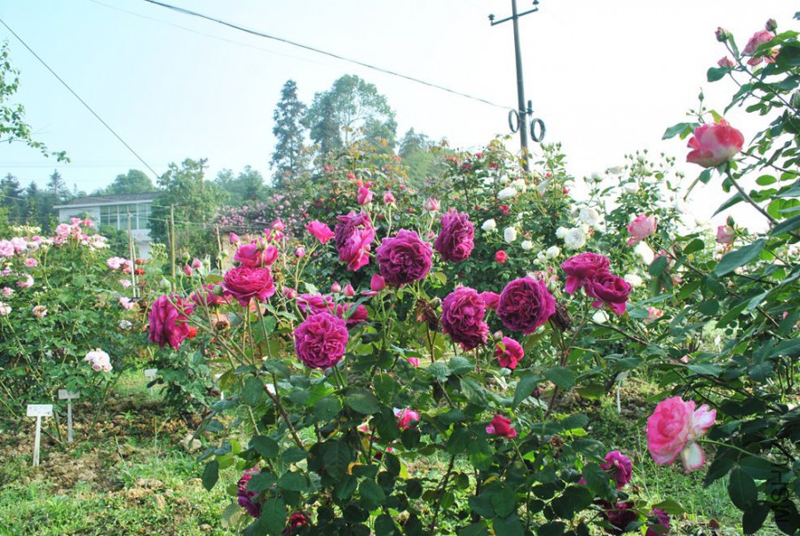 ��˹����� (1).jpg