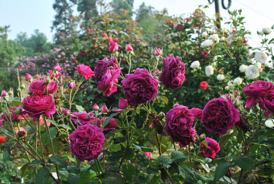 ��˹����� (2).jpg