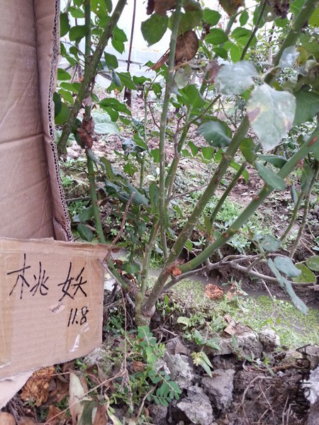 QQͼƬ20151113135114.jpg