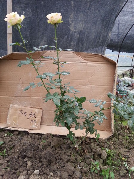 QQͼƬ20151113135125.jpg