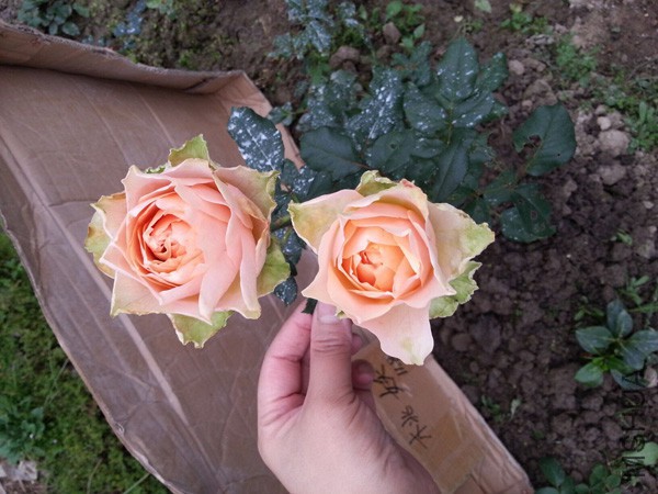 QQͼƬ20151113135159.jpg
