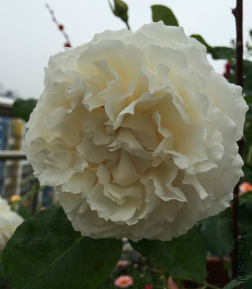 ť��������