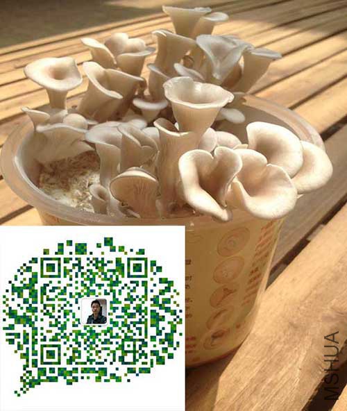 QQ:2044361944��΢�ţ�tatata58