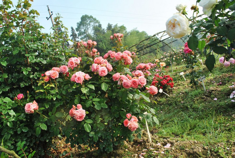 ¬�װ���ѧԺ (3).jpg