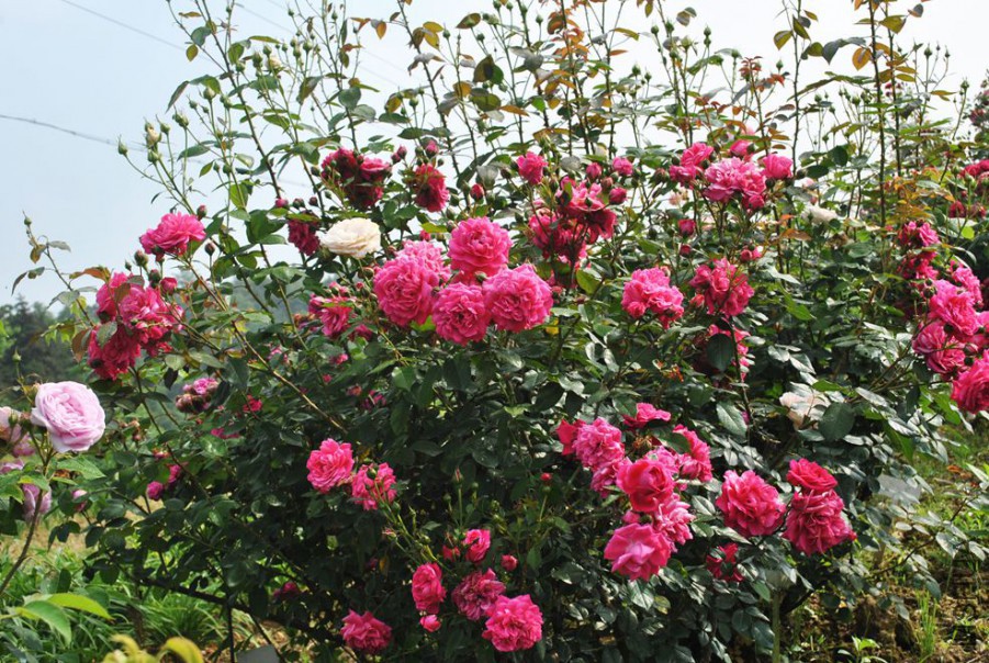 ������ (1).jpg