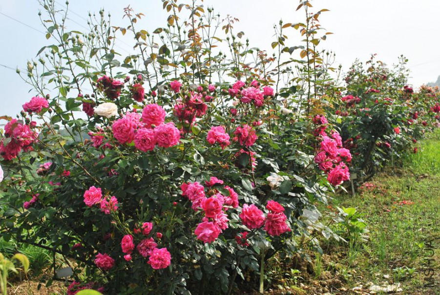 ������ (2).jpg