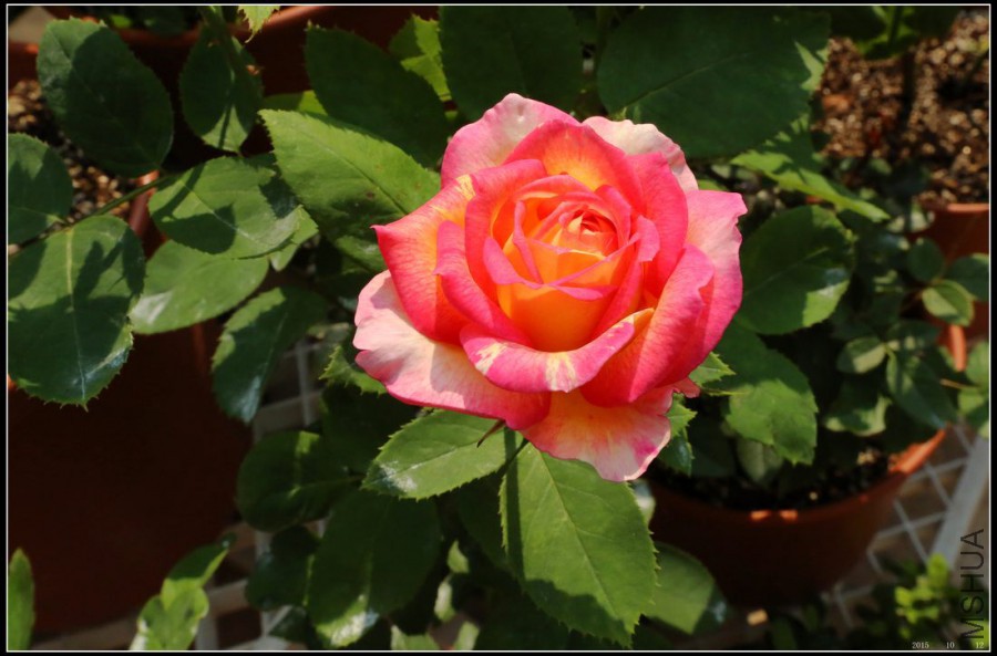 2015101205.jpg