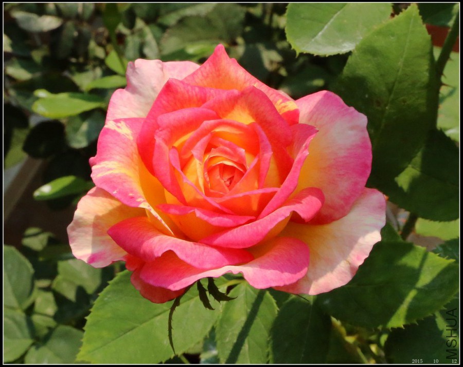 2015101206.jpg