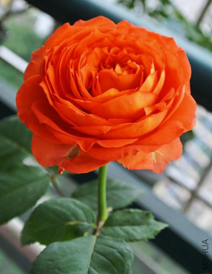 DSC_1512-1.jpg