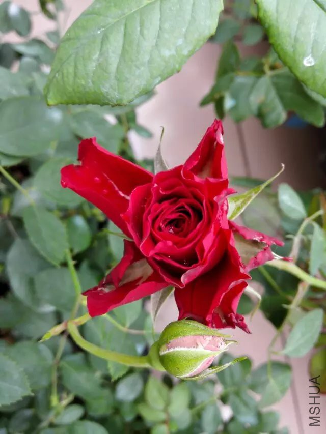 psb (33).jpg