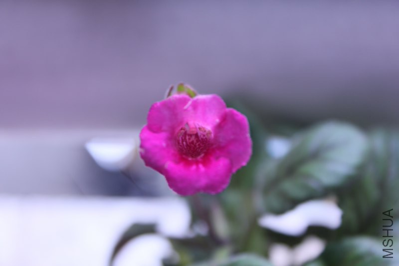 IMG_6799_800x533.JPG
