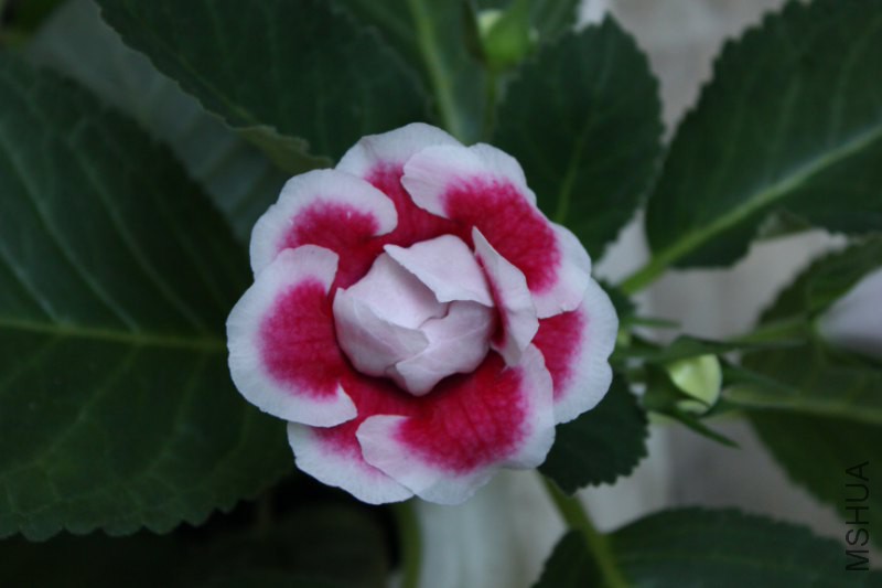 IMG_6710_800x533.JPG