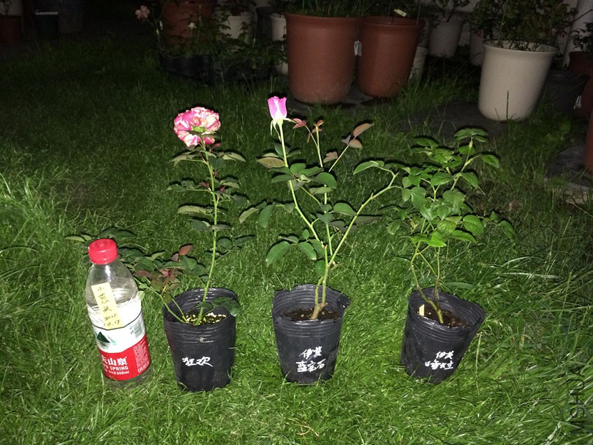 ���ɶ� ��ܽ����ʯ ��ܽ��ѩ����