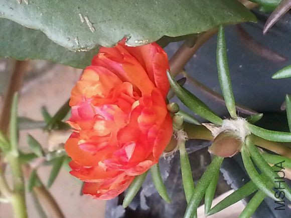 2015���ذ�̫����1.jpg