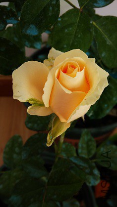 ����ѩɽ (2).jpg