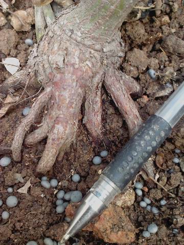 ������С IMG_20151118_142512_0.jpg