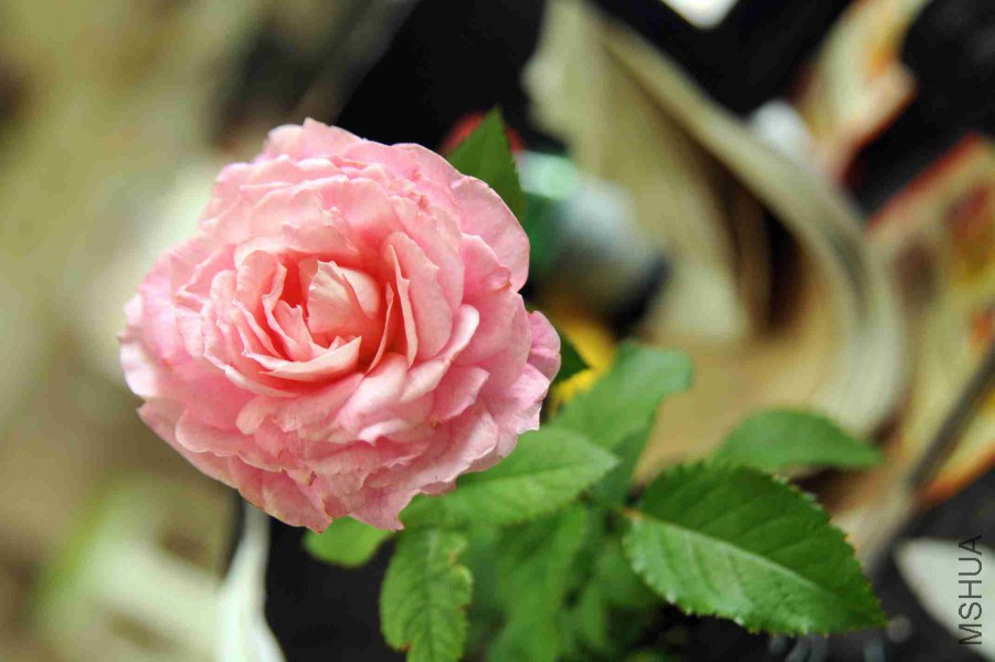 DSC_9079_����.jpg