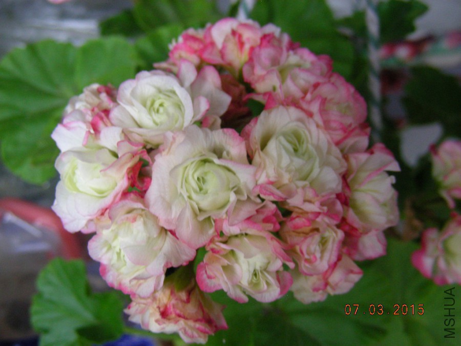 DSCN0501.JPG
