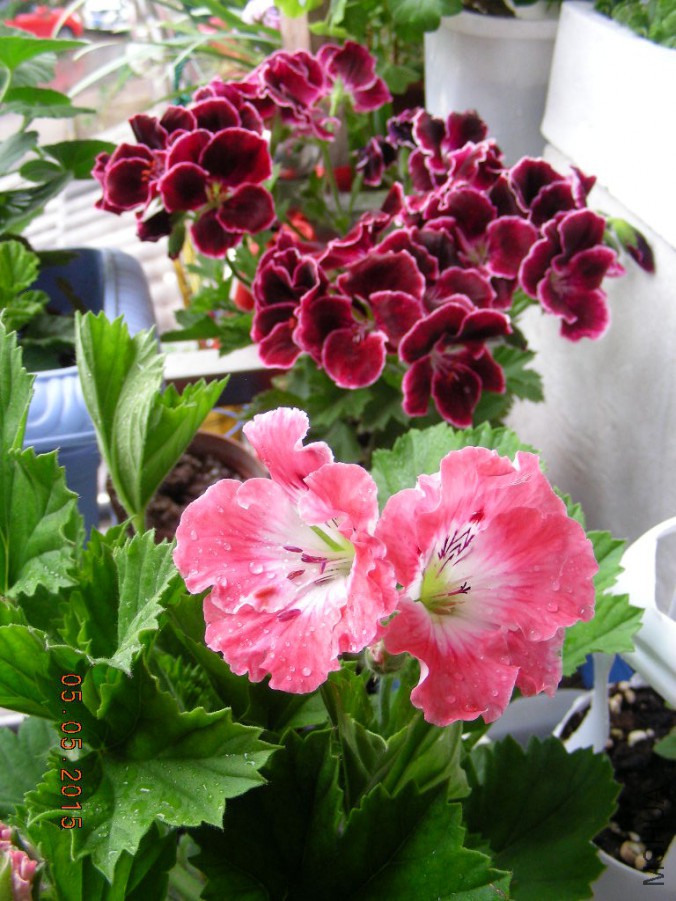 DSCN0016.JPG