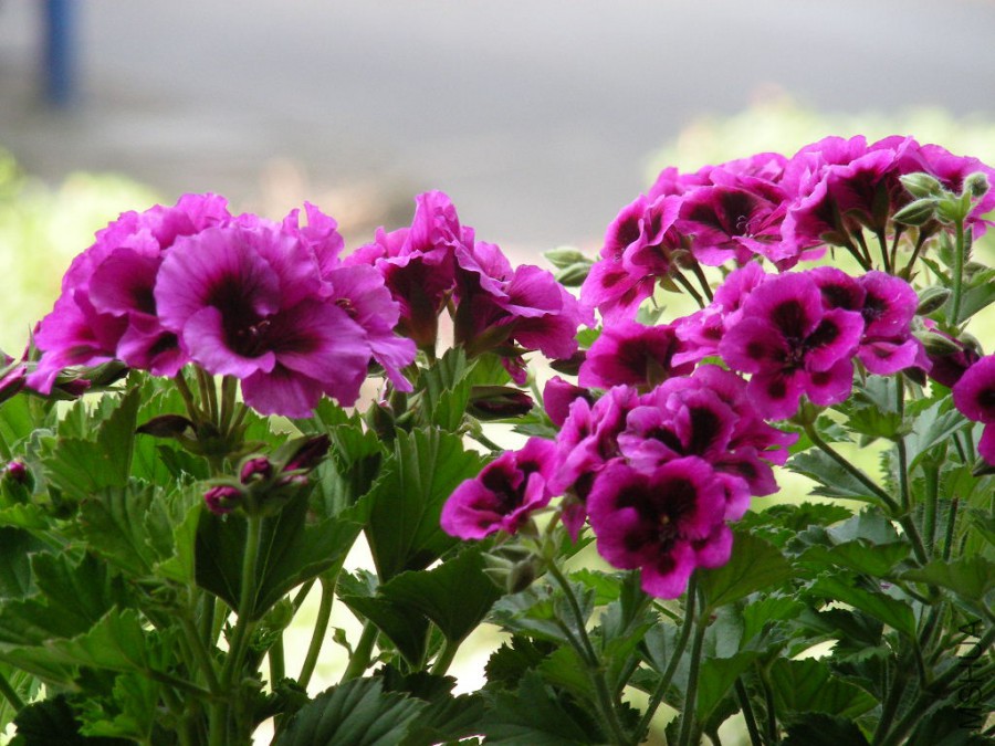 DSCN0113.JPG