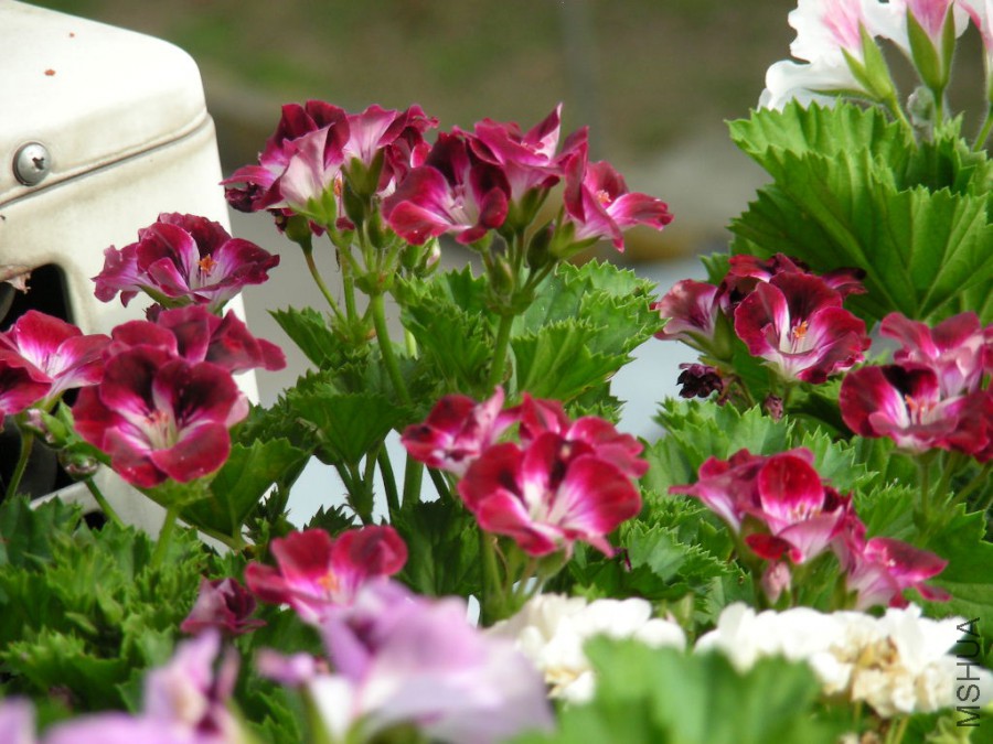 DSCN0137.JPG