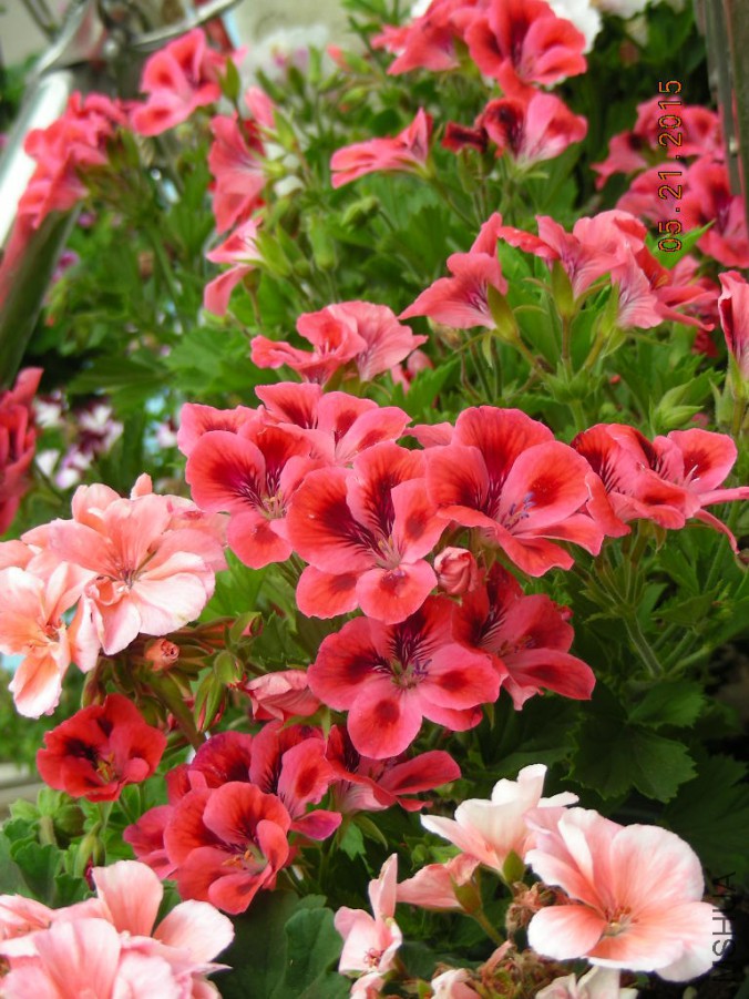 DSCN0163.JPG