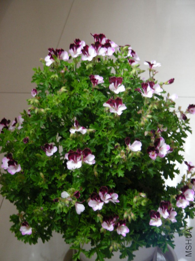 DSCN0230.JPG