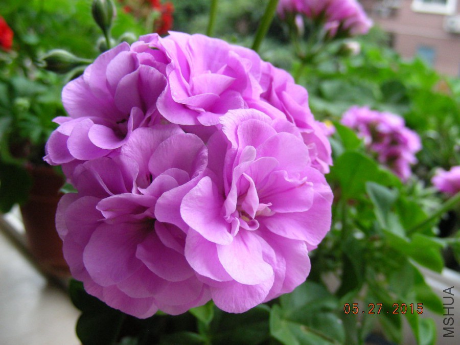 DSCN0385.JPG