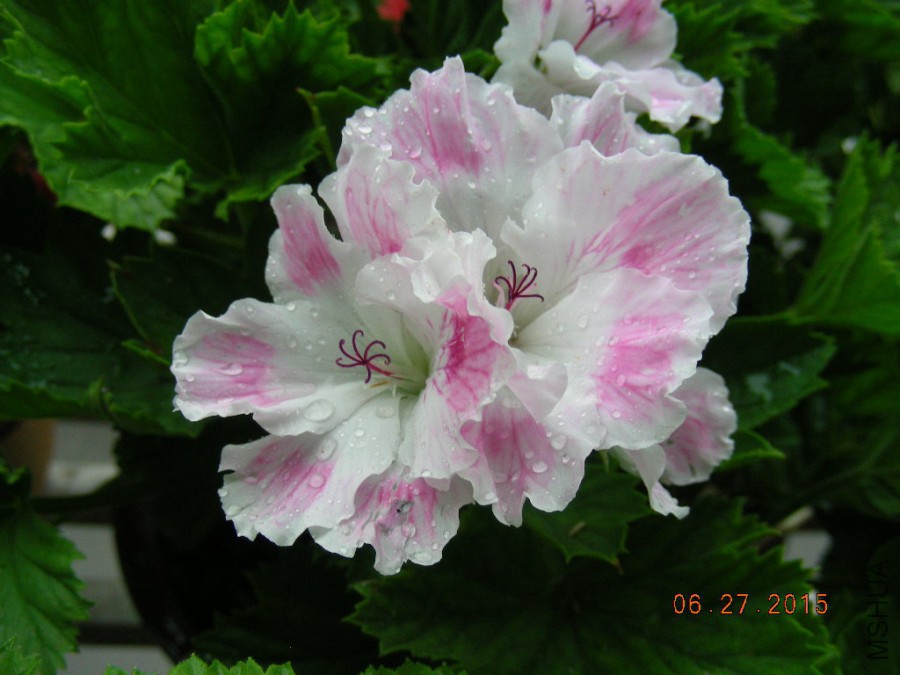 DSCN0407.JPG