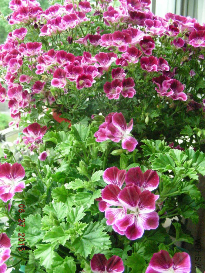 DSCN0409.JPG