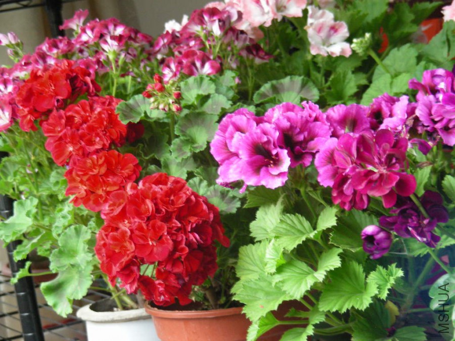 DSCN0436.JPG