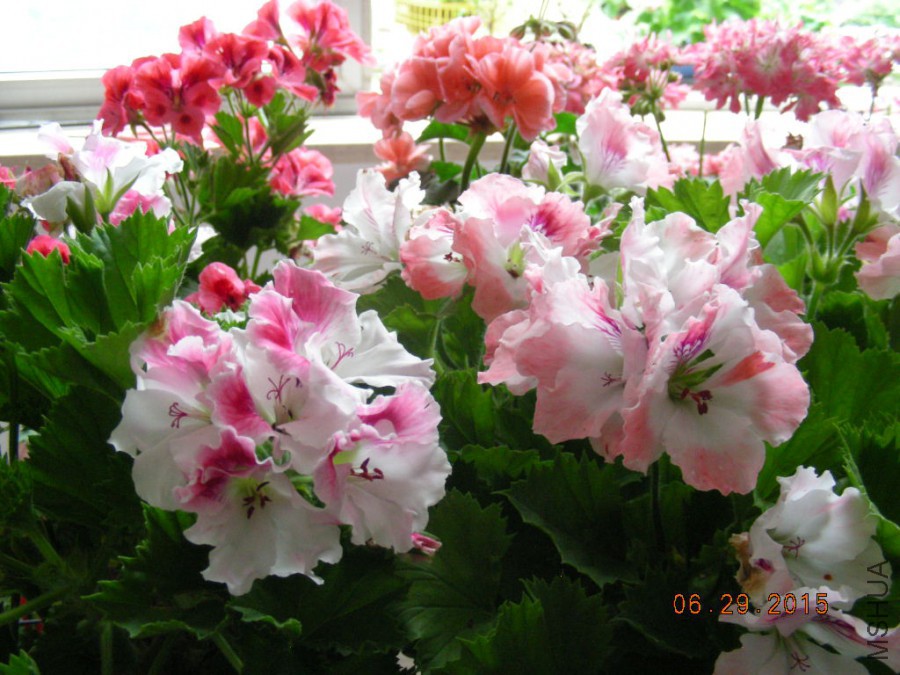 DSCN0454.JPG