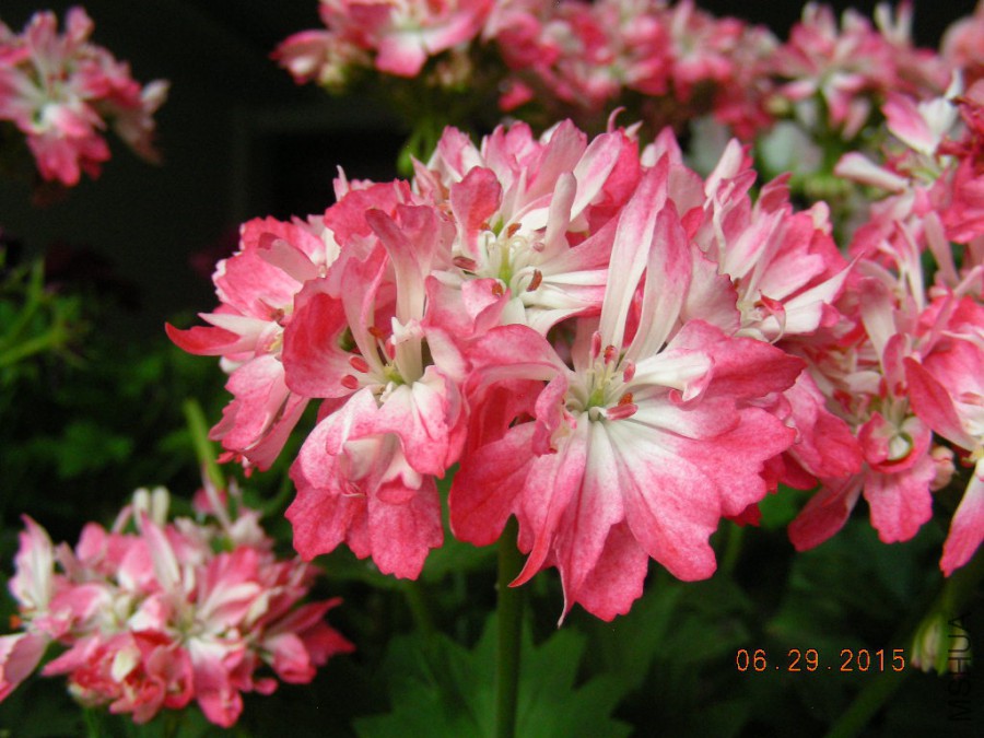 DSCN0475.JPG