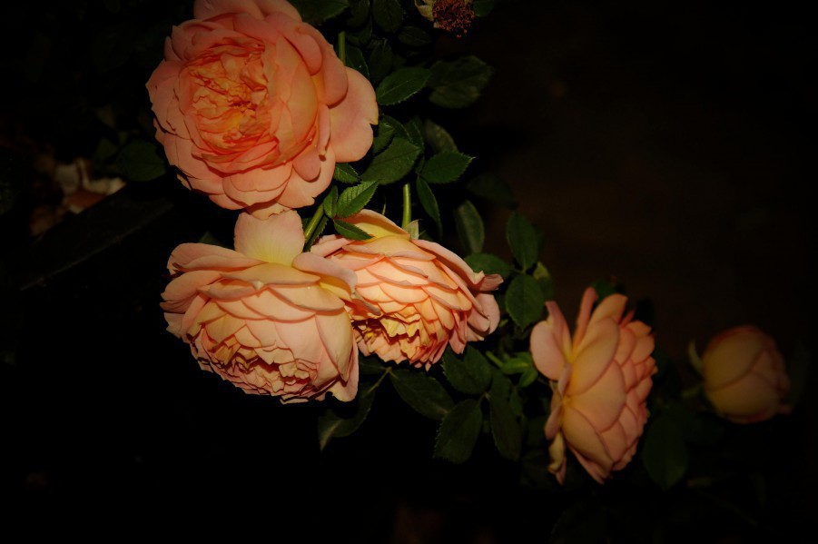 101251m3tfzwmhwmpt2s24.jpg