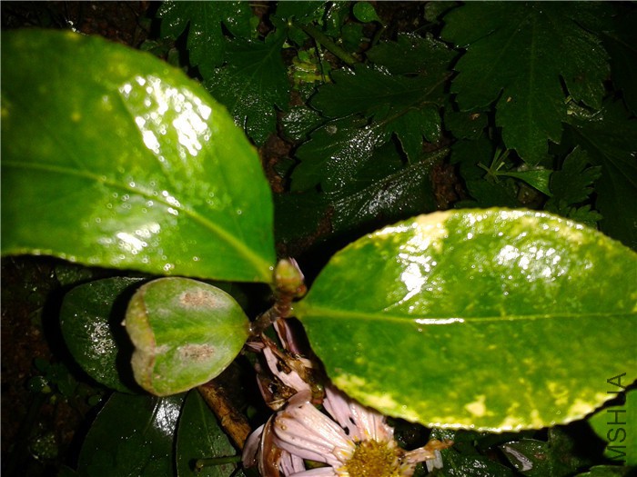 2015-11-18 18.27.05.jpg