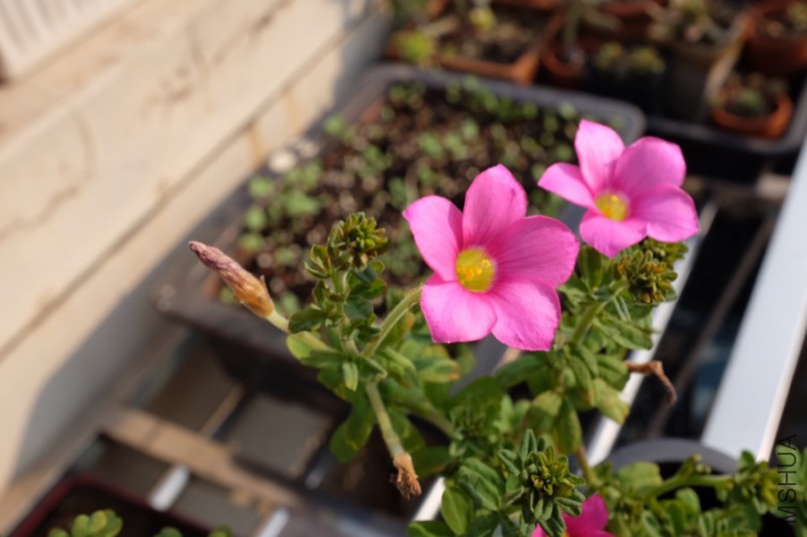 DSCF1203.jpg