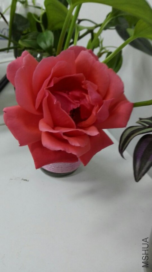 5AA44B0F53799C813938E8720C0E26C1.jpg