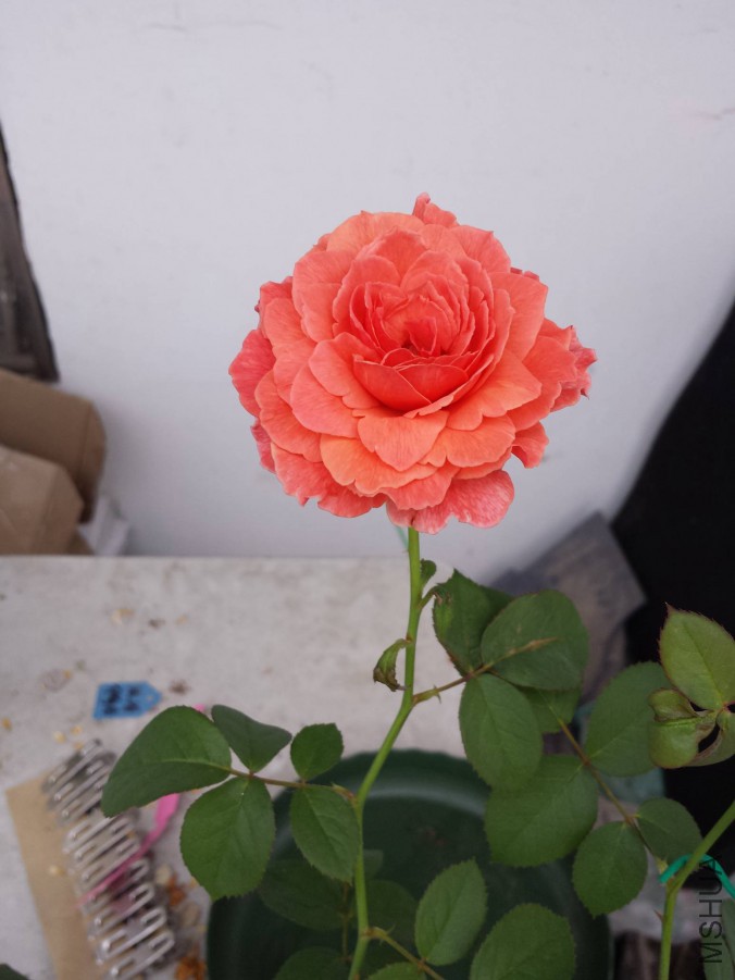 20151020_070930.jpg