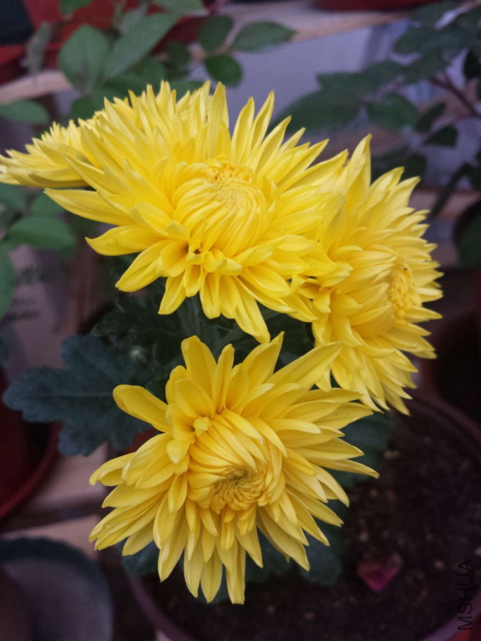 20151105_064359.jpg