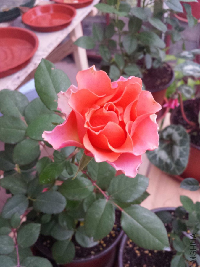 20151105_064557.jpg